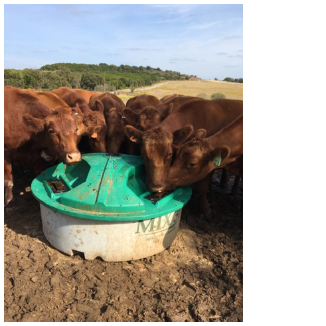 Cattle Eating Mix30 2